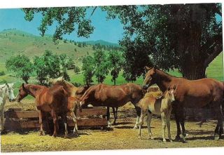 Vintage Spring Scene at a Horse Ranch postcard