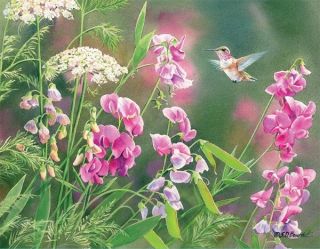 Lang Co. Wild Sweet Pea by Susan Bourdet, Hummingbird Boxed Note Card 