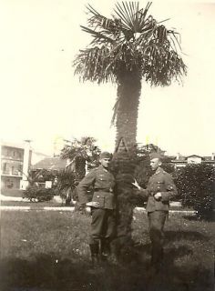 WWII German RP  DAK  Afrika Korps  Africa  Italy  Greece  Palm Tree 