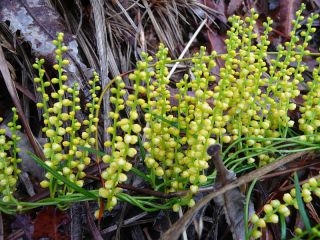 NATIVE YAM (Dioscorea hastifolia) 10 seeds