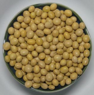 soybean seeds in Seeds & Bulbs