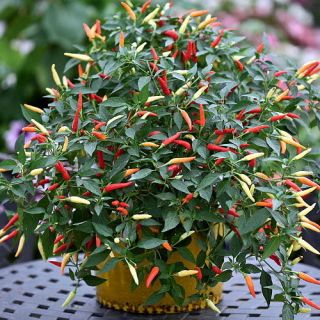   of Fire Red Chile Pepper   10 Seeds   First Hanging Pepper Plant