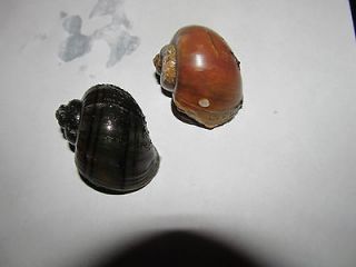 Dark Mystery Snail (Large Pea/SM Marble sz.)12 PK FREE SHIP