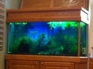 90 gallon aquarium fish tank