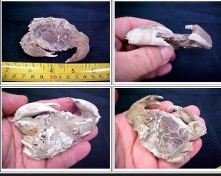 CRAB fossil, very very rare. Must See Crab3