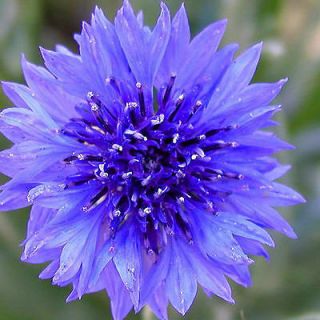 BACHELOR BUTTON FLOWER SEEDS   100 FRESH SEEDS FREE SHIPPING