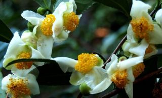 60 C GreenSelect Green Tea Extract Phytosome 50 mg camellia sinensis 