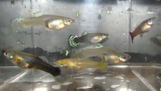 Pet Supplies  Aquarium & Fish  Tropical Fish  Freshwater Species 