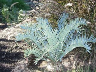 Encephalartos arenarius True Blue Form RARE LIVE Cycad Plant Cactus 
