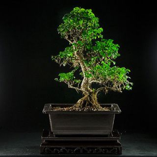 Chinese Privet Chuhin Bonsai Tree   Ligustrum sinense #6082