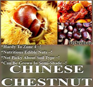   Chestnut Castanea mollissima Nutritious Edible Nuts ~ ZONE 4 Hardy