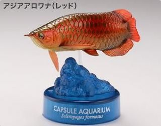   Aquarium Aquatales Japan Red Asian Arowana SP Capsule Figure Rare