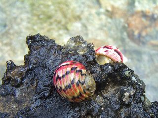 25 Versicolor Nerite Snails   Live Exotic Cleaner Snail *RARE*   Algae 