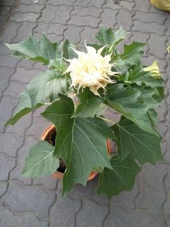 datura plant in Flowers, Trees & Plants