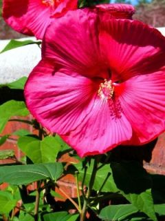 hardy hibiscus in Flowers, Trees & Plants