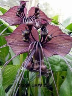 10 Bulbs plants Tacca Chantrieri Black Bat Flower Fresh&Viable from 
