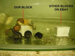     Make Your Own Food & Calcium Blocks  Apple Snails  SNAIL GANJA