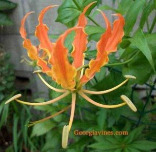 gloriosa lily in Flowers, Trees & Plants
