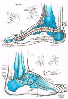 PRECISION FOOT REFLEXOLOGY CHART: Connections to Spine & Neck, Legs 