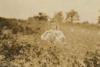 1909 child labor photo Laura, a nine year old berry picker on Rock 