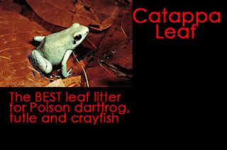  Leaf litter for live poison dart frog/turtle/crayfish terrarium tank