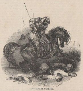 GENUINE 1845 PRINT ARABIAN WAR HORSE SPEAR STALLION ARAB SAUDI SADDLE 