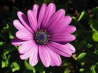   PURPLE AFRICAN CAPE DAISY Dimorphotheca Flower Seeds + Gift & Comb S/H