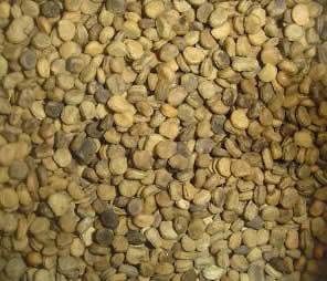   ginseng seeds, Stratified 250 seeds. Ready to plant and grow now