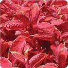 10 King Kong Coleus Seeds Seed Indoors Out HUGE