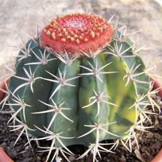 Melocactus salvadorensis variegated seed cacti 20 SEEDS