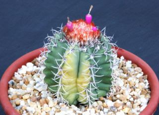Melocactus matanzanus variegated @ seed cactus 20 SEEDS