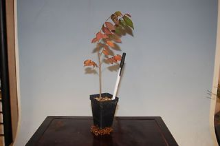 Zelkova Serrata, Japanese Grey Bark Elm Tree. Shohin Pre Bonsai 2 1/2