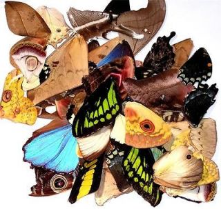 BUTTERFLY/MOTH/UNMOUNTED Great Variety Artwork Jewelry Lot of 50 WINGS