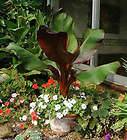   maurell Abyssinian RED banana tree   4 Pot color plant houseplant