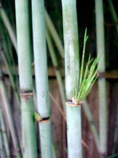 Giant Blue Bamboo   Borinda boliana   Grow Indoors/Out   4 Pot