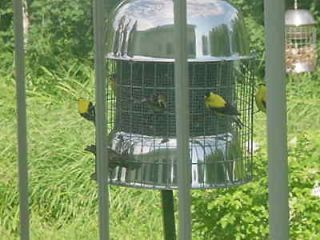 bird feeder in Seed Feeders