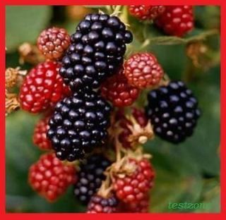   Wild Blackberry Bush Plant  30 SEEDS  Blackberries Caneberries