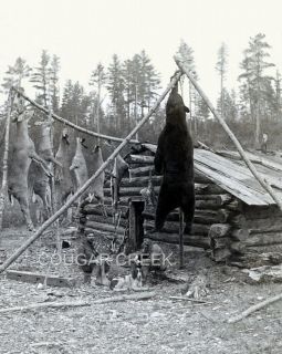   HUNTERS RIFLES HUGE WHITETAIL BUCK DEER & BEAR LOG CABIN HUNTING PHOTO