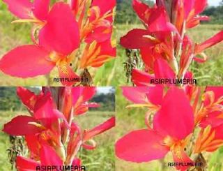   CANNA LILY BULBS RED YELLOW SPLASH GREEN LEAF VIABLE + Free Document