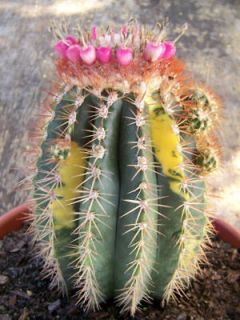 variegated cactus in Plants