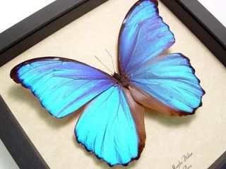real butterfly in Butterflies & Moths