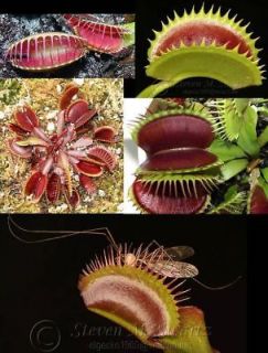 Venus Flytrap Carnivorous Plant Seeds (60 seeds / 15 per variety 
