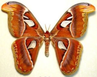 atlas moth in Butterflies & Moths