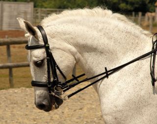   German Leather Comfort Double Horses Bridle   Equestrian Supplies