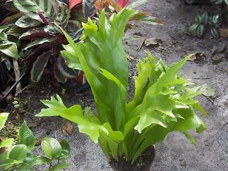   Fern Polypodium Grandiceps Upright Crested Fronds Houseplant Plant