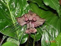   Tacca chantrieri, black bat flower, rare plant, indoor and out door