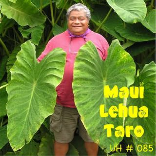 Maui Lehua Kalo TARO for POI Live Colocasia Rhizome HAWAII ELEPHANT 