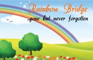 Rainbow Bridge Poem Bookmark / Keepsake Card   Pet Cat Dog Bereavement 