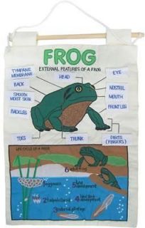 Tadpole and Frog Life Cycle Activity Wall Hanging Educational Teacher 