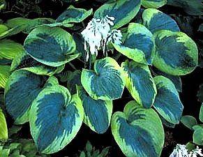 Hosta Olive Bailey Langdon  ruffled blue leaves  gold edge 35+ seeds
